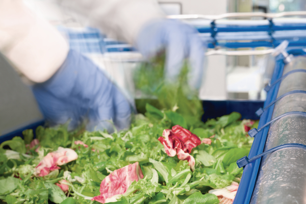 Salat wird angebaut